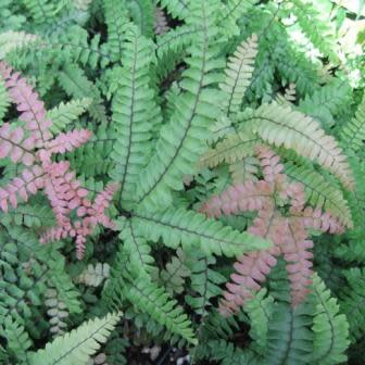 Adiantum hispidulum - Rough Maidenhair Fern - 20+ Spore Pack - Image 5