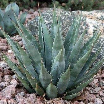 Agave mckelveyana - McKelvey's Century Plant - 5 Seed Pack