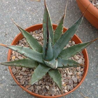 Agave mckelveyana - McKelvey's Century Plant - 5 Seed Pack - Image 2