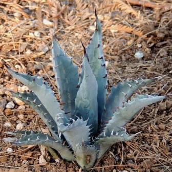 Agave mckelveyana - McKelvey's Century Plant - 5 Seed Pack - Image 6