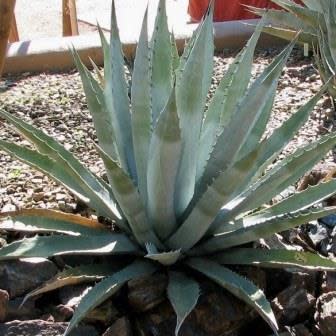 Agave mckelveyana - McKelvey's Century Plant - 5 Seed Pack - Image 4