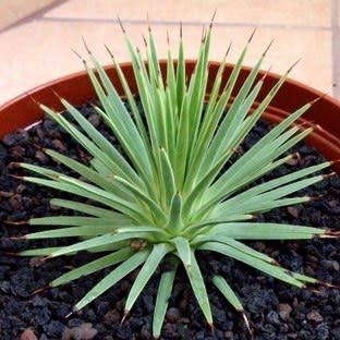 Agave stricta nana - Dwarf Hedgehog Agave - 5 Seed Pack - Image 2