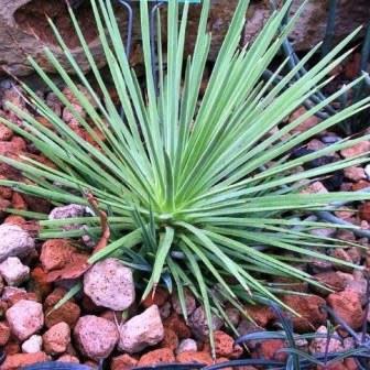 Agave stricta nana - Dwarf Hedgehog Agave - 5 Seed Pack - Image 6