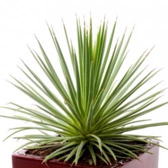 Agave stricta nana - Dwarf Hedgehog Agave - 5 Seed Pack - Image 5