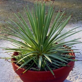 Agave stricta nana - Dwarf Hedgehog Agave - 5 Seed Pack - Image 4