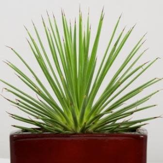 Agave stricta nana - Dwarf Hedgehog Agave - 5 Seed Pack - Image 3