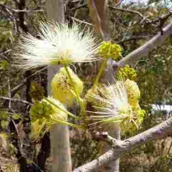 Albizia tanganyicensis - Paper Bark Albizia - 5 Seed Pack - Image 2