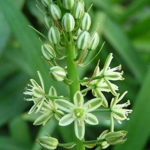 Albuca pachychlamys - 5 Seed Pack