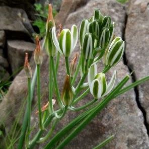 Albuca pachychlamys - 5 Seed Pack - Image 2