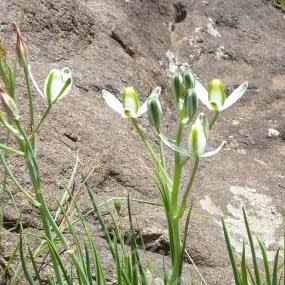 Albuca pachychlamys - 5 Seed Pack - Image 3