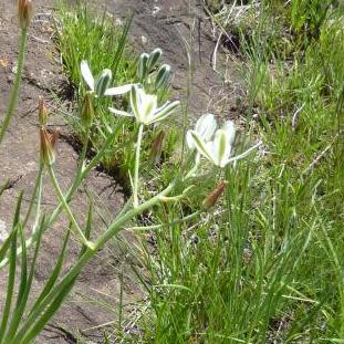 Albuca pachychlamys - 5 Seed Pack - Image 4
