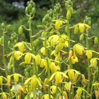 Albuca shawii - 5 Seed Pack - Image 2