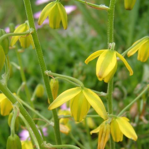 Albuca shawii - 5 Seed Pack