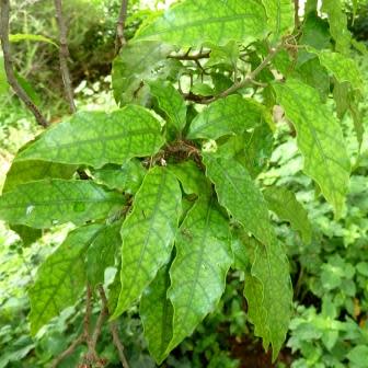 Allophylus dregeanus - Forest False Currant - 5 Seed Pack