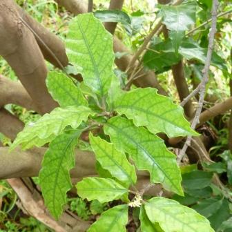 Allophylus dregeanus - Forest False Currant - 5 Seed Pack - Image 2