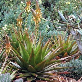 Aloe lineata var. muirii - 5 Seed Pack - Image 4