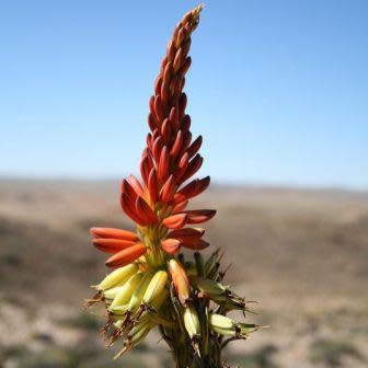 Aloe gariepensis Red Flowers - Gariep River Aloe - 5 Seed Pack
