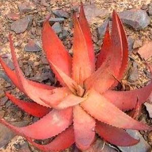 Aloe gariepensis Red Flowers - Gariep River Aloe - 5 Seed Pack - Image 2