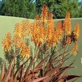 Aloe parvibracteata - 5 Seed Pack - Image 2