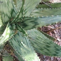 Aloe parvibracteata - 5 Seed Pack - Image 3