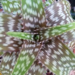 Aloe parvibracteata - 5 Seed Pack - Image 4