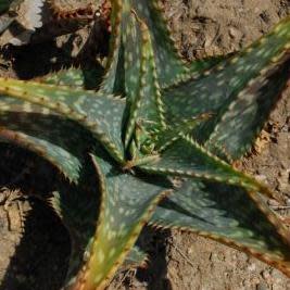 Aloe parvibracteata - 5 Seed Pack - Image 5