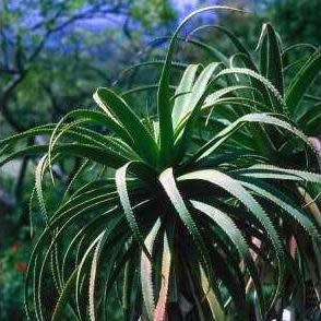 Aloe pluridens - French Aloe - 5 Seed Pack - Image 2