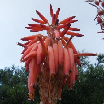 Aloe pluridens - French Aloe - 5 Seed Pack - Image 3