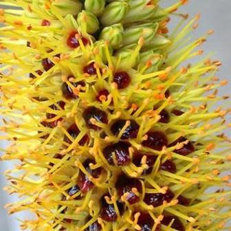 Aloe spicata - Bottle-Brush Aloe - 5 Seed Pack - Image 3