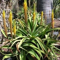 Aloe spicata - Bottle-Brush Aloe - 5 Seed Pack - Image 4