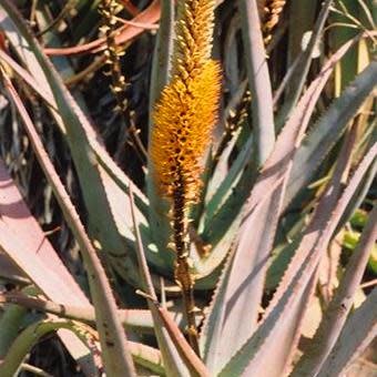 Aloe spicata - Bottle-Brush Aloe - 5 Seed Pack - Image 5