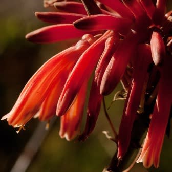 Aloe swynnertonii - Vumba Aloe - 5 Seed Pack - Image 2
