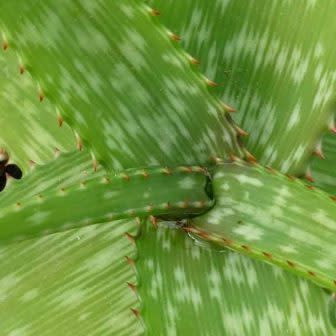 Aloe swynnertonii - Vumba Aloe - 5 Seed Pack - Image 3