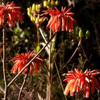 Aloe swynnertonii - Vumba Aloe - 5 Seed Pack - Image 4