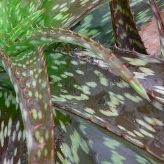 Aloe swynnertonii - Vumba Aloe - 5 Seed Pack - Image 5