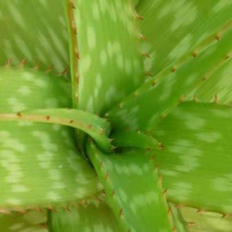 Aloe swynnertonii - Vumba Aloe - 5 Seed Pack - Image 6