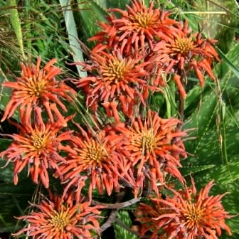 Aloe swynnertonii - Vumba Aloe - 5 Seed Pack - Image 7