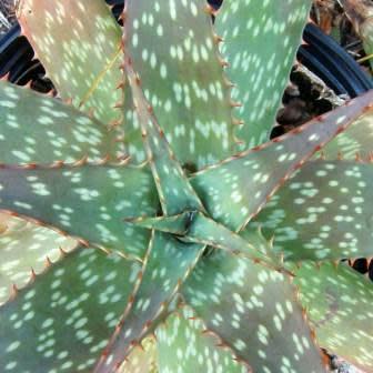 Aloe zebrina - Zebra Leaf Aloe - 5 Seed Pack