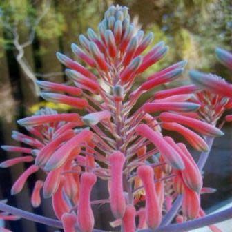 Aloe zebrina - Zebra Leaf Aloe - 5 Seed Pack - Image 2