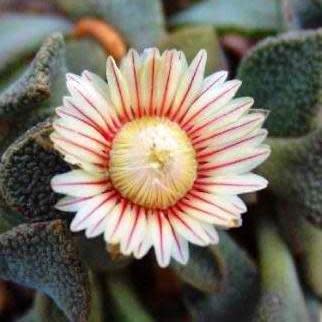 Aloinopsis rosulata - 10 Seed Pack