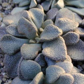 Aloinopsis rosulata - 10 Seed Pack - Image 4