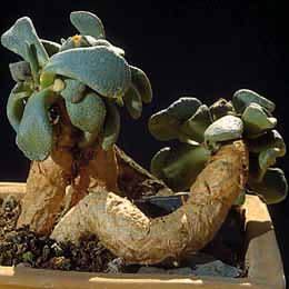 Aloinopsis rosulata - 10 Seed Pack - Image 5