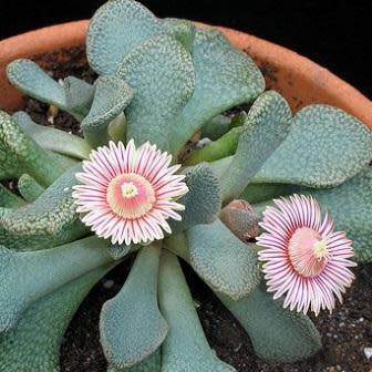 Aloinopsis rosulata - 10 Seed Pack - Image 6