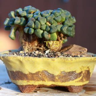 Aloinopsis rubrolineata - 10 Seed Pack