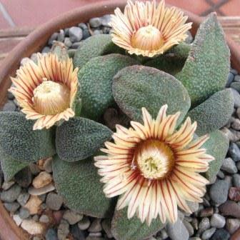 Aloinopsis rubrolineata - 10 Seed Pack - Image 2