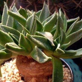 Aloinopsis rubrolineata - 10 Seed Pack - Image 3