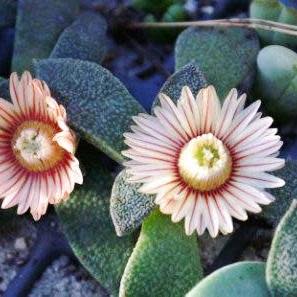 Aloinopsis rubrolineata - 10 Seed Pack - Image 4