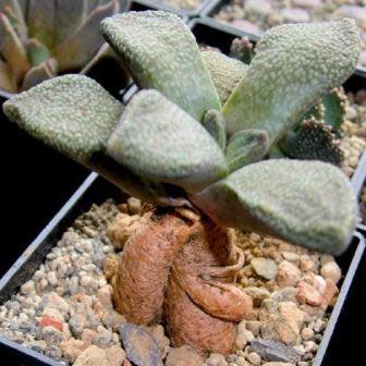 Aloinopsis rubrolineata - 10 Seed Pack - Image 5