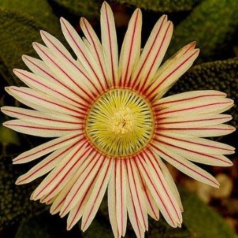 Aloinopsis rubrolineata - 10 Seed Pack - Image 6