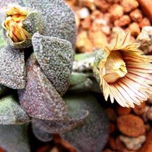 Aloinopsis rubrolineata - 10 Seed Pack - Image 7